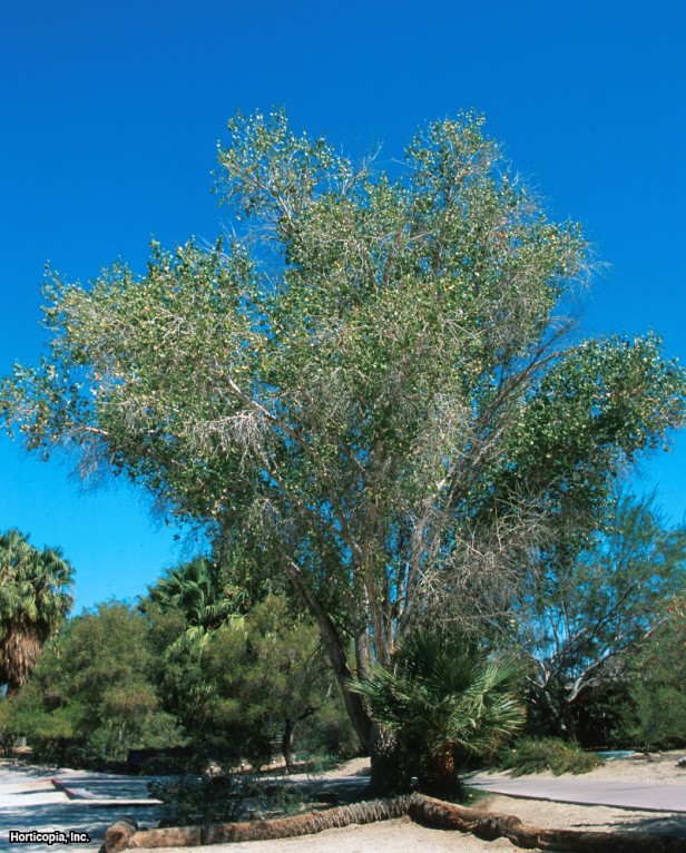 Batı Cottonwood