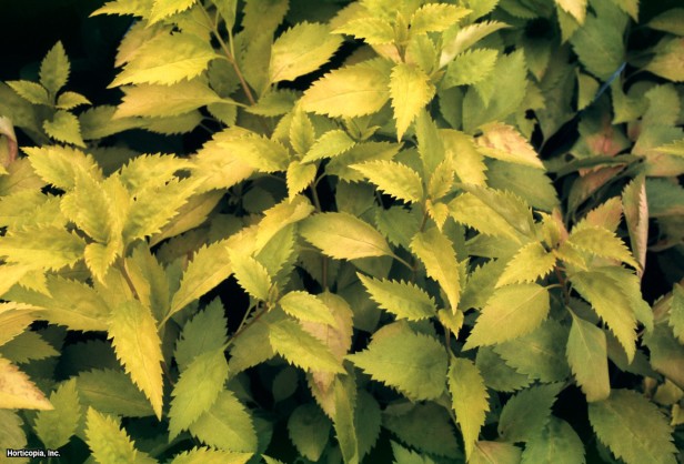 Sınır hor çiçeği