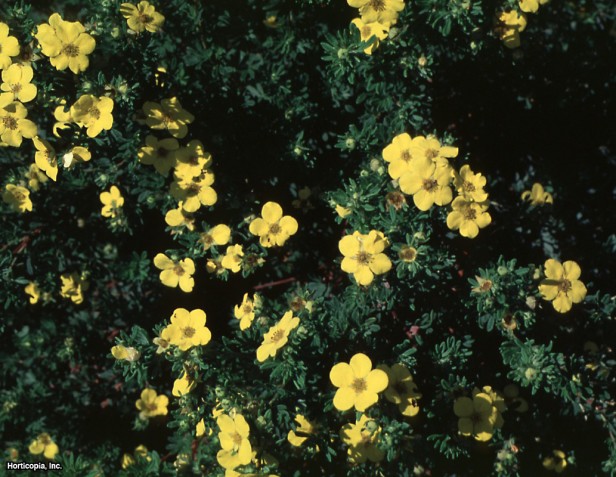 Çalı beşparmakotu