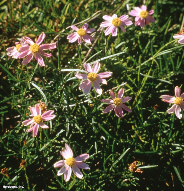Pembe İplik Yaprağı Coreopsis