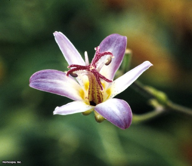 Hibrit Kurbağa Zambak