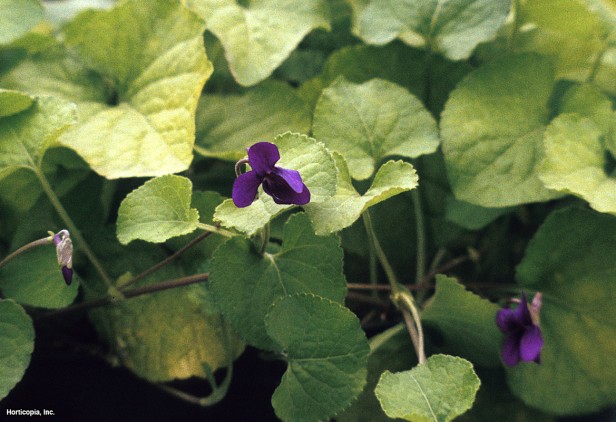 Çiçekçi Menekşesi