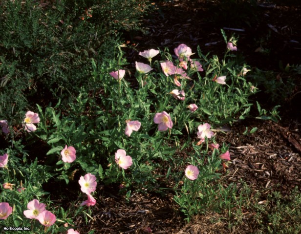 Beyaz Çuha Çiçeği