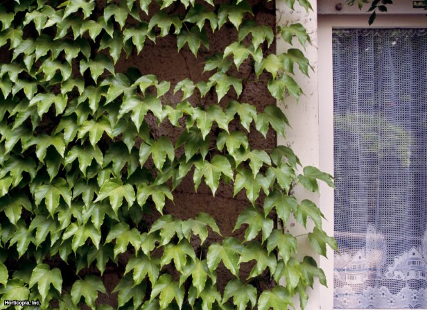 boston sarmaşığı