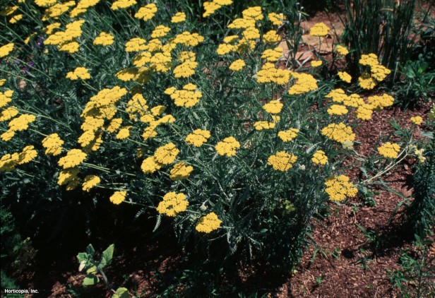 Eğreltiotu Civanperçemi