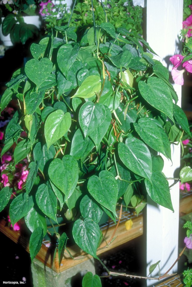 Kalp Yaprak Philodendron