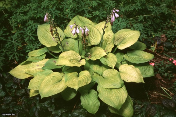 Hosta
