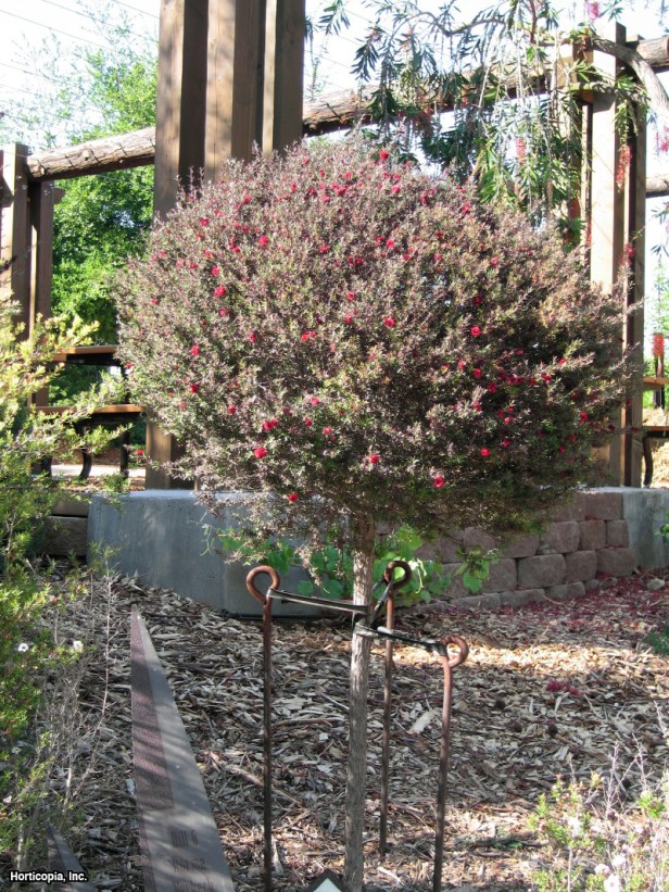 Yeni Zelanda Çay Ağacı