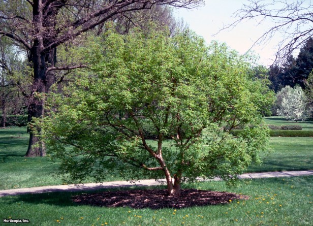 Üç Çiçekli Akçaağaç