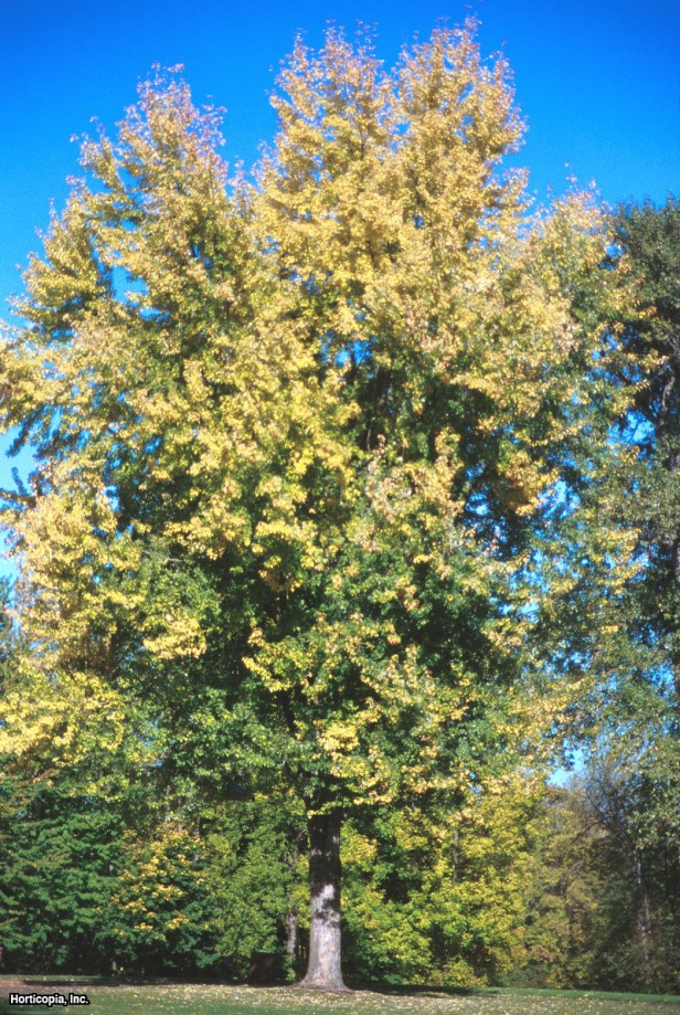 Gümüş Akçaağaç