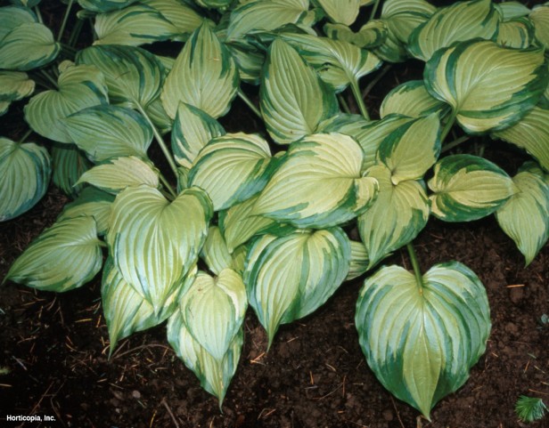Hosta
