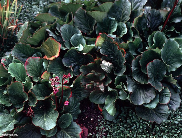 Heartleaf Bergenia