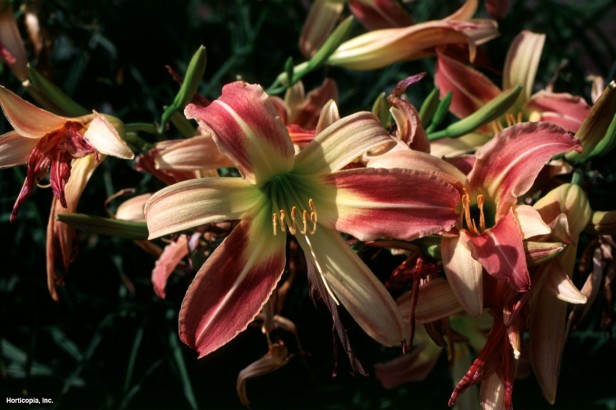 Daylily