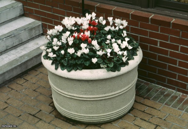 Çiçekçi Siklameni