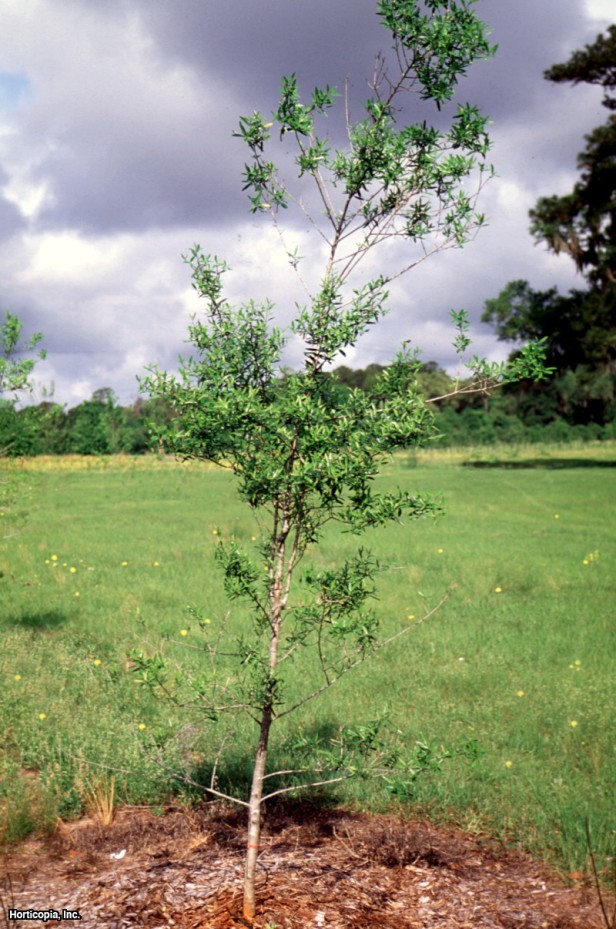 mersin çobanpüskülü