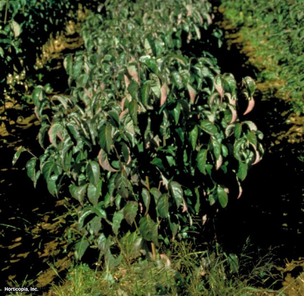 Pembe Çiçekli Kızılcık