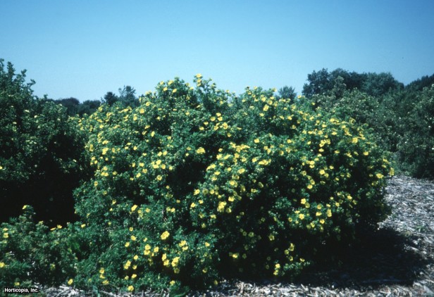 Çalı beşparmakotu