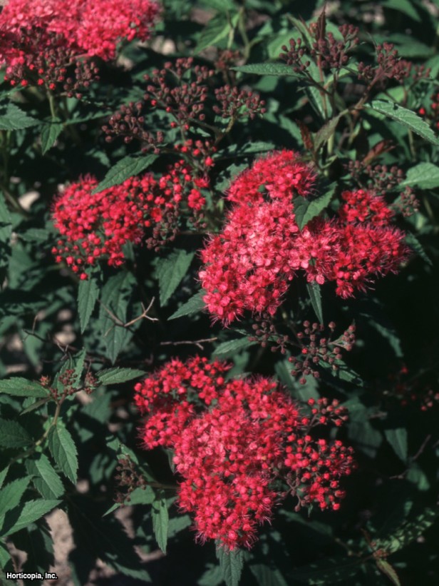 Japonca Spirea