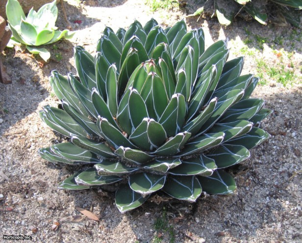 Kraliçe Victoria Yüzyıl Fabrikası