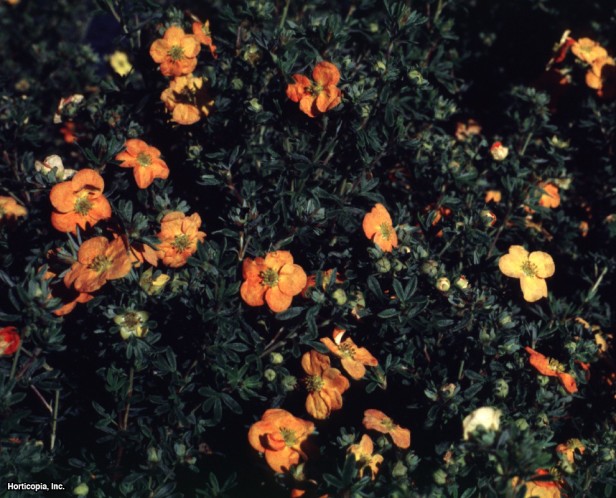 Çalı beşparmakotu