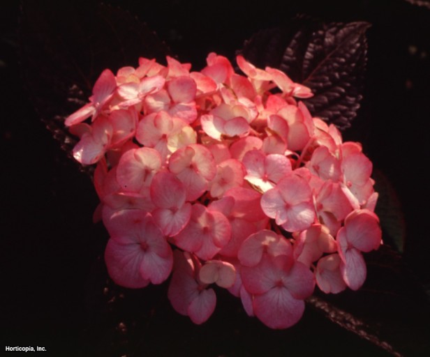 Testere Dişi Ortanca