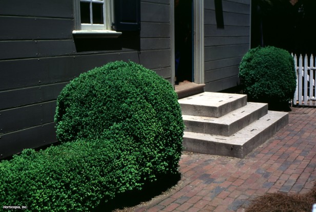 Küçük Yapraklı Şimşir