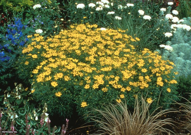 Threadleaf Coreopsis