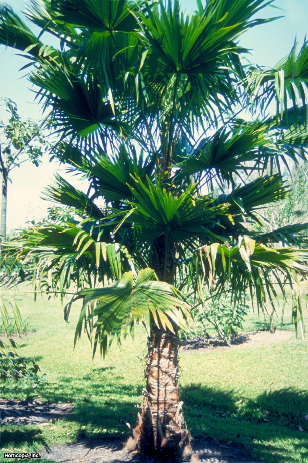 Yuvarlak Yaprak Yelpaze