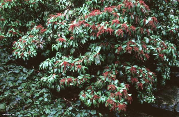 Vadideki Zambak çalısı