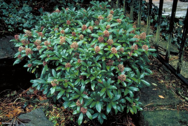Japon Skimmia