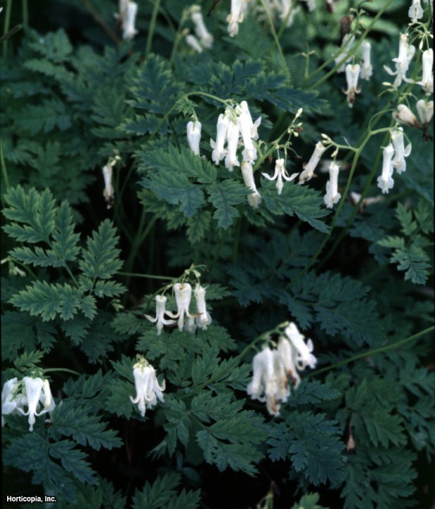 Saçaklı Kanayan Kalp