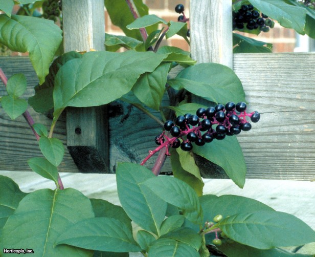 Pokeweed