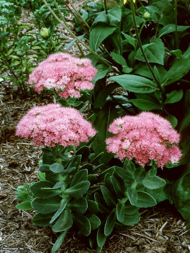 Sedum