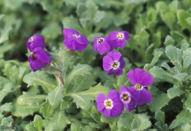 Yanlış Kaya teresi