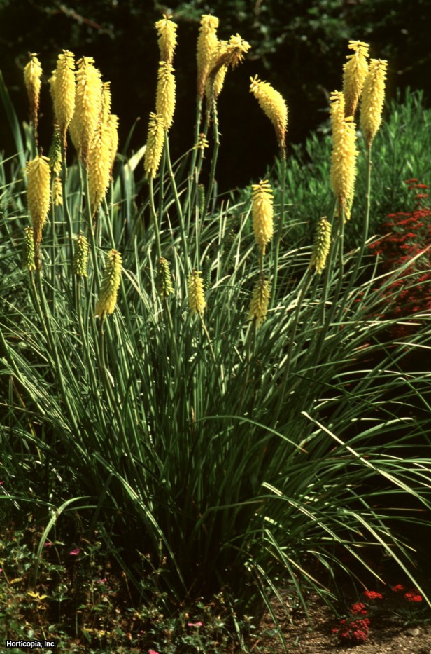 Kırmızı Sıcak Poker