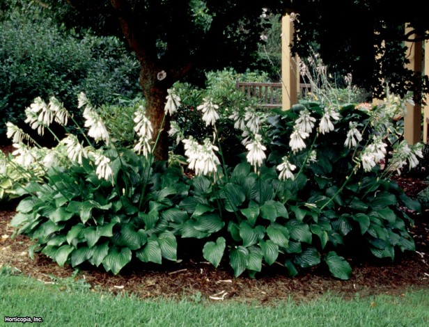Hosta