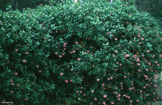 Kırmızı Escallonia