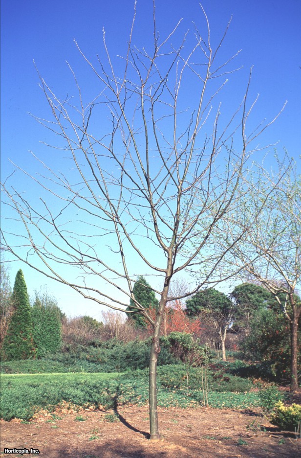 Dikensiz Bal Çekirgesi