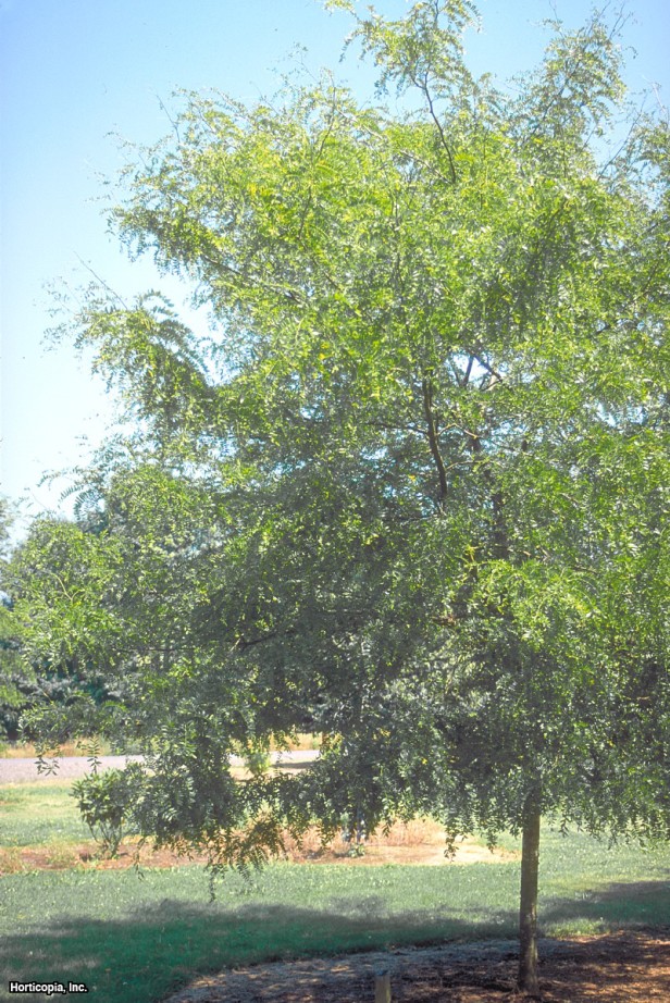 Dikensiz Bal Çekirgesi