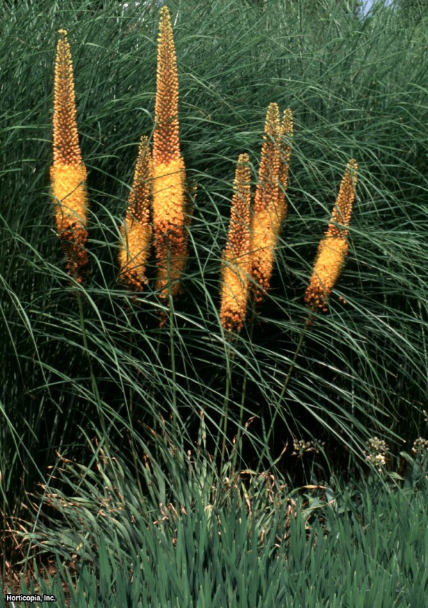 Tilki Kuyruğu Zambak