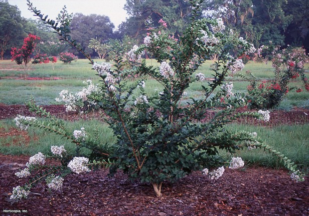 Crapemyrtle