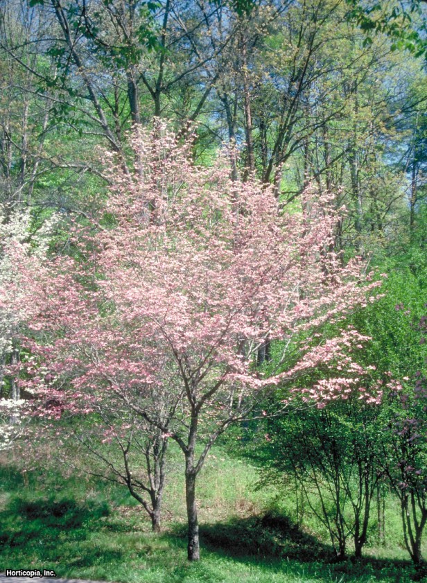 çiçekli kızılcık