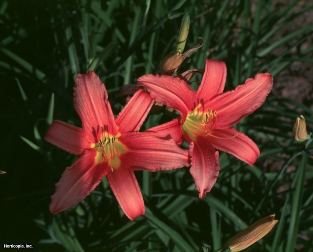 Daylily