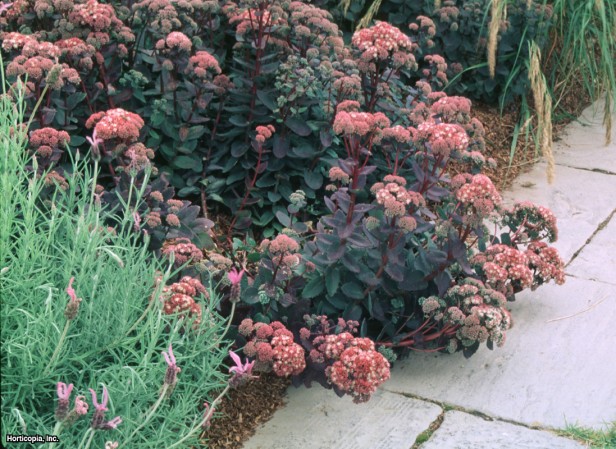 Sedum