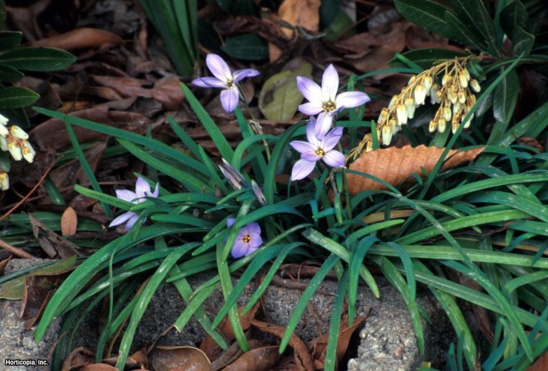 Bahar Yıldız Çiçeği