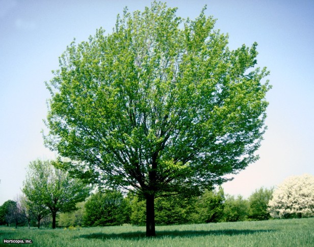 Kırmızı akçaağaç