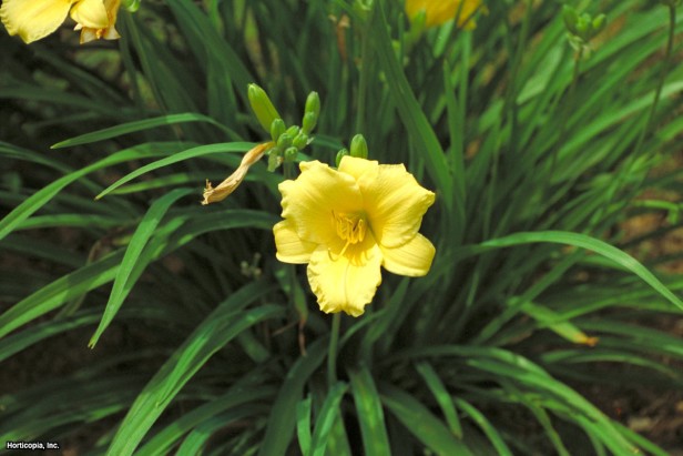 Daylily