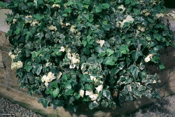 İngiliz Sarmaşığı