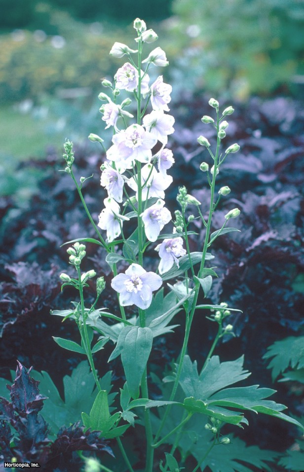 İngiliz Hezaren çiçeği