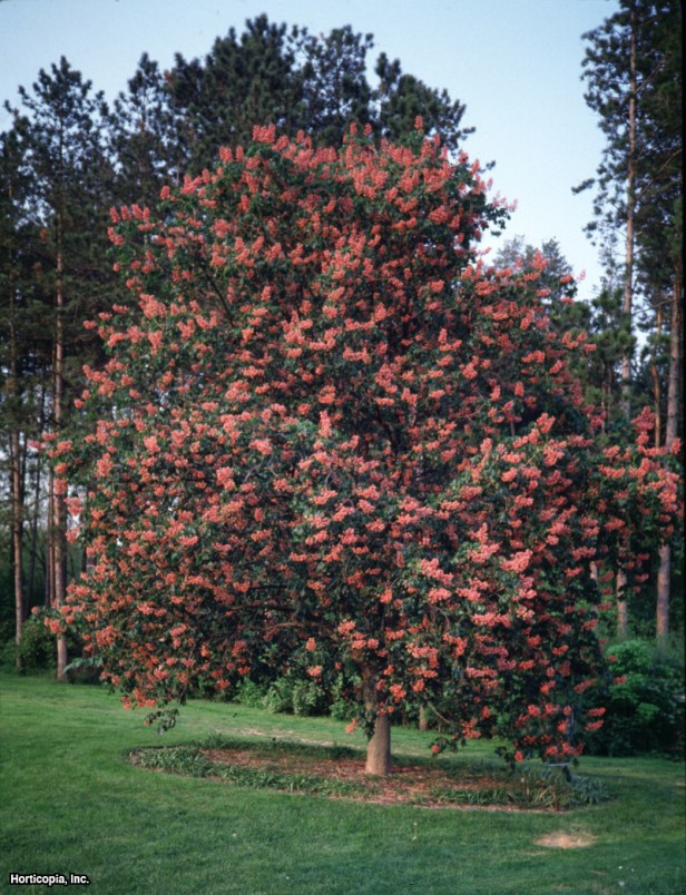 Kırmızı At Kestanesi